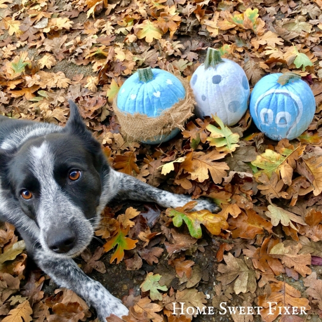 Fall Leaves &amp; Painted Blue Pumpkins-Home Sweet Fixer